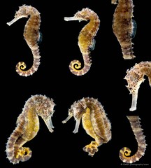 Hippocampus comes • © CMBS photography team • All Rights Reserved