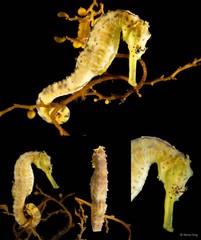 Hippocampus comes • © Rene Ong • All Rights Reserved