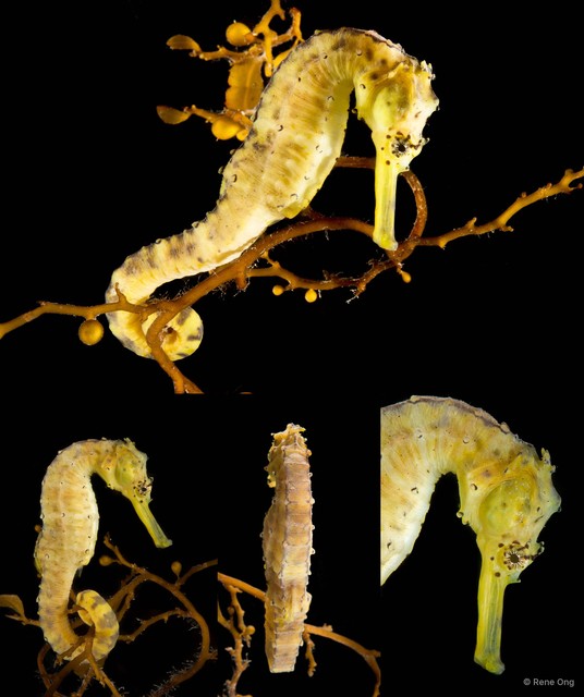 Hippocampus comes
