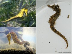 Hippocampus kuda • © Ria Tan • All Rights Reserved
