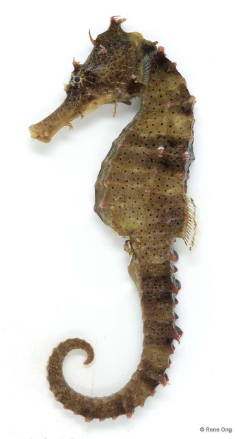Hippocampus kuda • © Rene Ong • All Rights Reserved