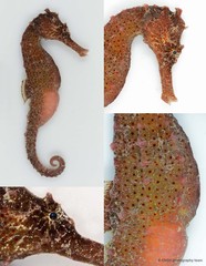 Hippocampus kuda • © CMBS photography team • All Rights Reserved