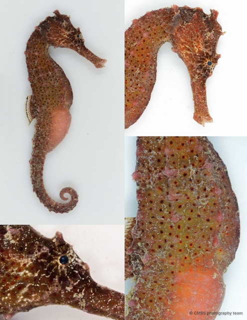 Hippocampus kuda