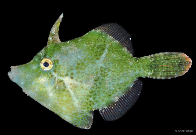 Monacanthidae sp. "c3eda8fb" • © Arthur Anker • All Rights Reserved