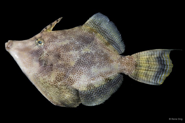 Monacanthidae sp. "SEA-4080" • © Rene Ong • All Rights Reserved