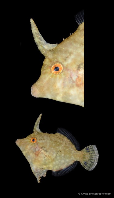 Monacanthidae sp. "SS-1451" • © CMBS photography team • All Rights Reserved