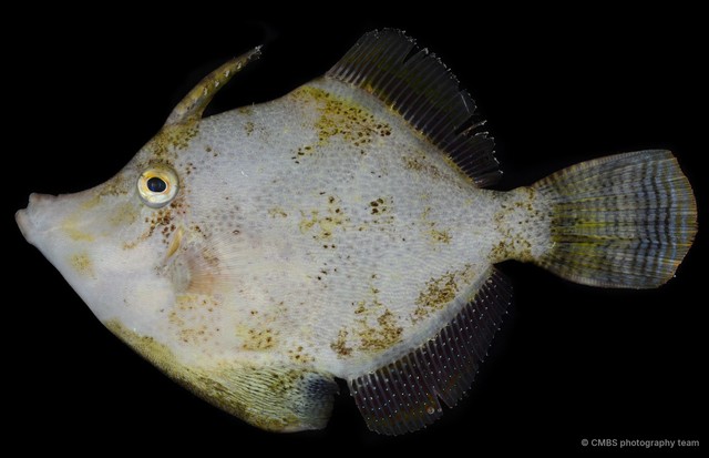 Monacanthidae sp. "SS-2254" • © CMBS photography team • All Rights Reserved