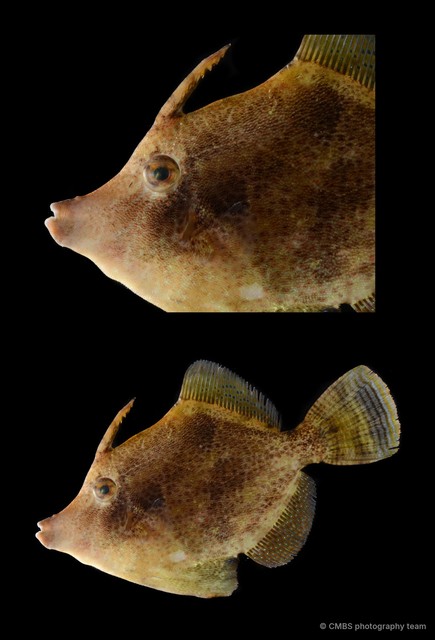 Monacanthidae sp. "SS-2257" • © CMBS photography team • All Rights Reserved