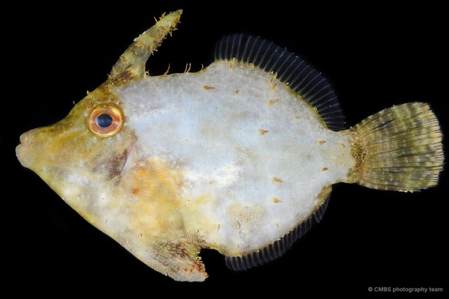 Monacanthidae sp. "SS-3092" • © CMBS photography team • All Rights Reserved