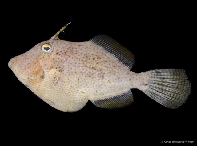 Monacanthidae sp. "SS-4176" • © CMBS photography team • All Rights Reserved