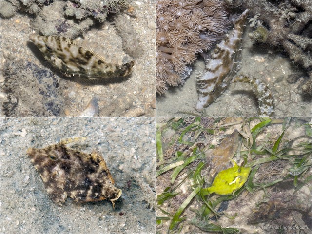 Acreichthys tomentosus