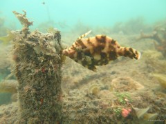 Acreichthys tomentosus • © Daisuke Taira • All Rights Reserved