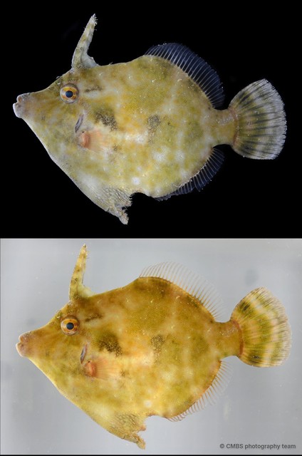 Acreichthys tomentosus • © CMBS photography team • All Rights Reserved