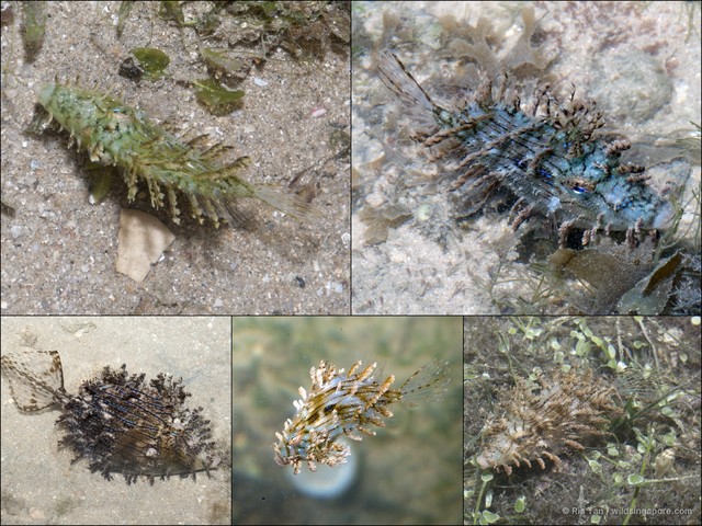 Chaetodermis penicilligerus