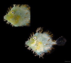 Chaetodermis penicilligerus • © Rene Ong • All Rights Reserved