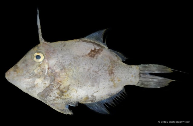 Paramonacanthus japonicus • © CMBS photography team • All Rights Reserved