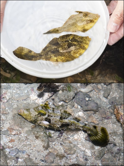 Pseudomonacanthus macrurus • © Ria Tan • All Rights Reserved