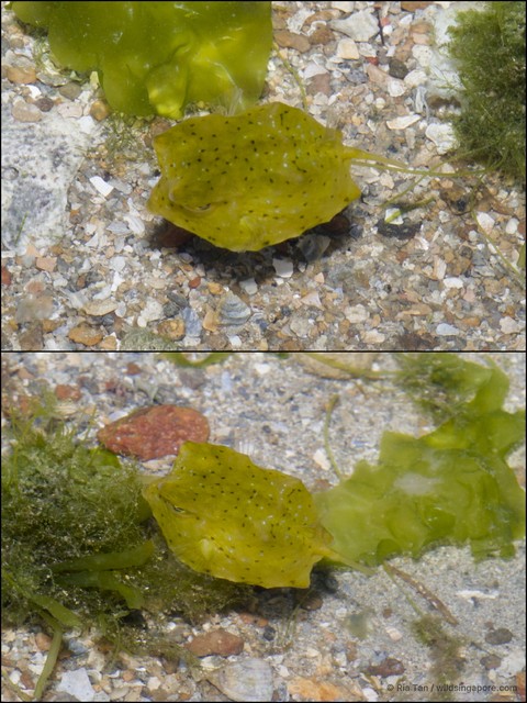 Ostracion cubicus • © Ria Tan • All Rights Reserved