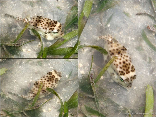 Ostracion nasus • © Ria Tan • All Rights Reserved