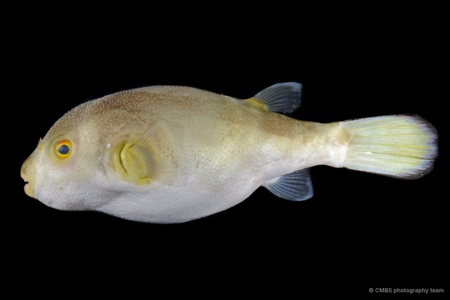 Tetraodontidae sp. "SS-0050" • © CMBS photography team • All Rights Reserved