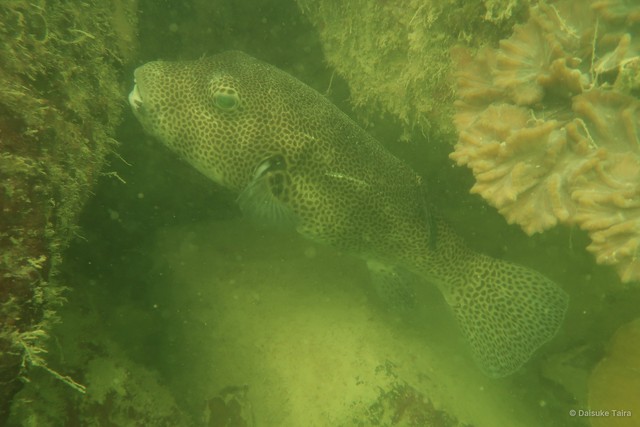 Arothron stellatus • © Daisuke Taira • All Rights Reserved