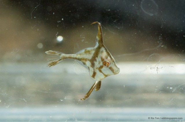 Triacanthidae sp. "0c4fc5f7" • © Ria Tan • All Rights Reserved
