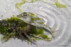 Triacanthidae sp. "0c4fc600"