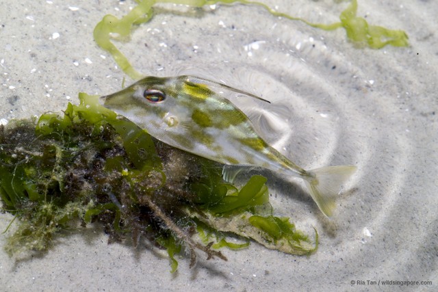 Triacanthidae sp. "0c4fc600" • © Ria Tan • All Rights Reserved