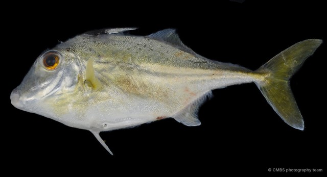 Triacanthus biaculeatus • © CMBS photography team • All Rights Reserved