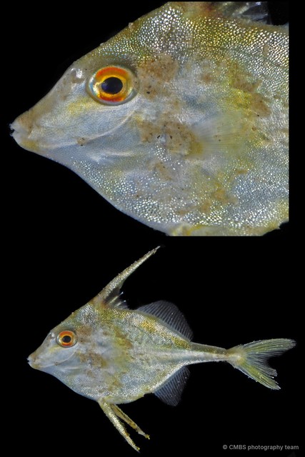 Tripodichthys blochii • © CMBS photography team • All Rights Reserved