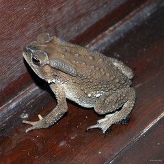 Duttaphrynus melanostictus