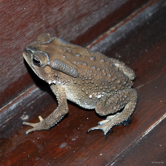 Duttaphrynus melanostictus • © Daniel Ng • All Rights Reserved