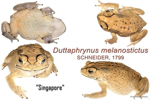 Duttaphrynus melanostictus