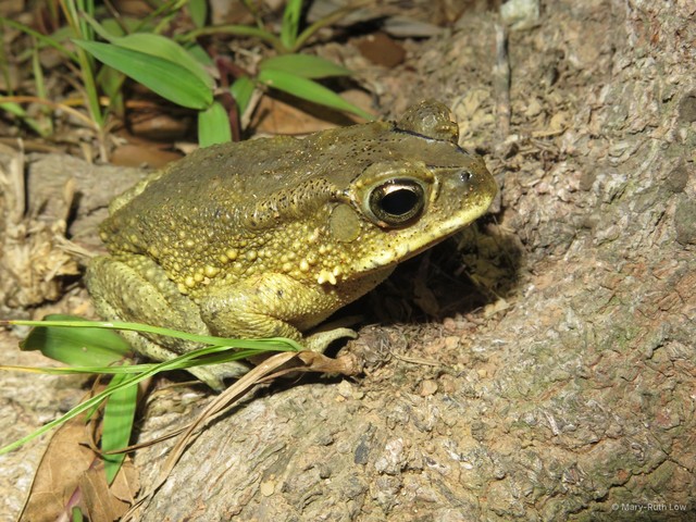 Duttaphrynus melanostictus