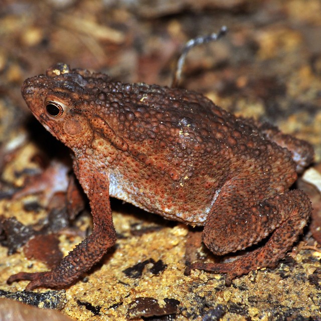 Ingerophrynus quadriporcatus • © Daniel Ng • All Rights Reserved