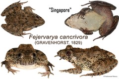 Fejervarya cancrivora • © Nathanael Maury • All Rights Reserved