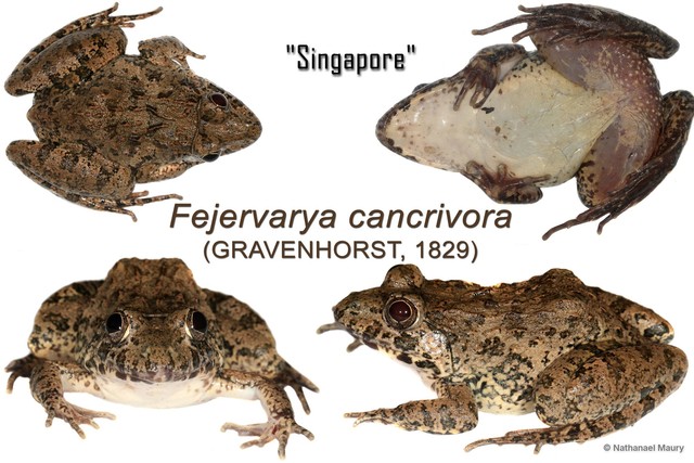 Fejervarya cancrivora
