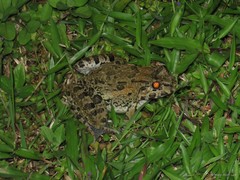 Fejervarya cancrivora • © Mary-Ruth Low • All Rights Reserved