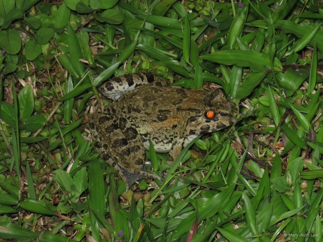 Fejervarya cancrivora