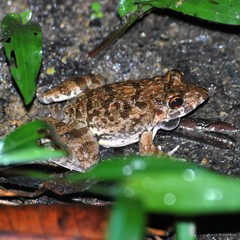 Fejervarya limnocharis