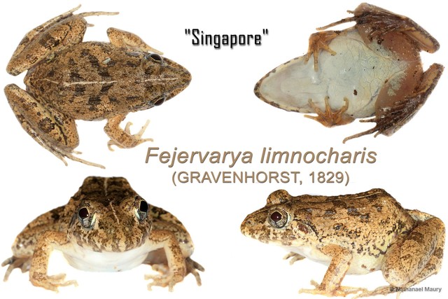Fejervarya limnocharis