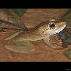 Limnonectes blythii