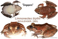 Limnonectes blythii • © Nathanael Maury • All Rights Reserved