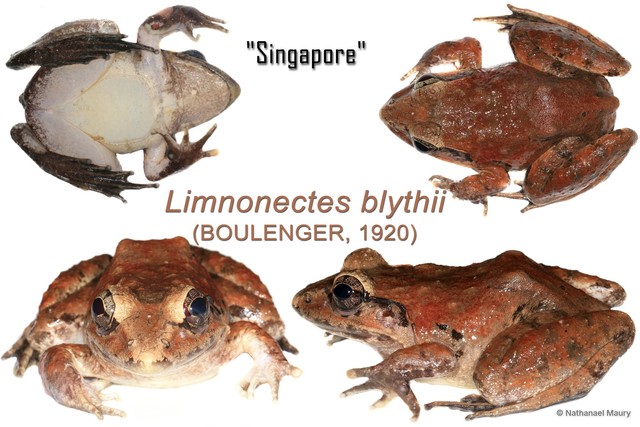 Limnonectes blythii