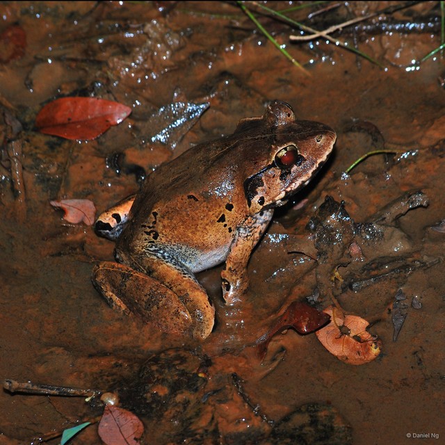 Limnonectes malesianus • © Daniel Ng • All Rights Reserved