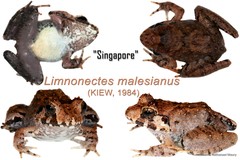 Limnonectes malesianus • © Nathanael Maury • All Rights Reserved