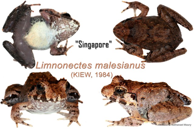Limnonectes malesianus