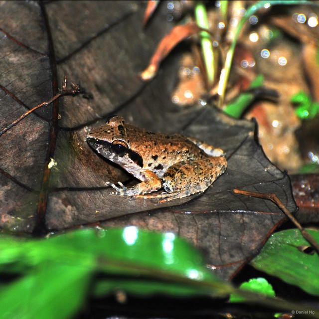 Limnonectes paramacrodon • © Daniel Ng • All Rights Reserved