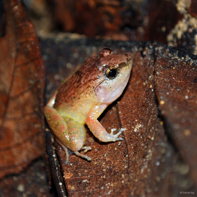 Limnonectes plicatellus • © Daniel Ng • All Rights Reserved