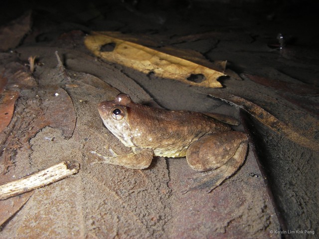 Occidozyga sumatrana • © Kelvin Lim Kok Peng • All Rights Reserved